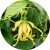 ylang