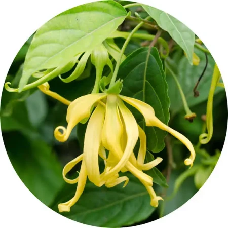 ylang.webp