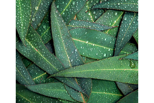 eukaliptus-naturalny-olejek-eteryczny-oleum-eucalipti-globulus